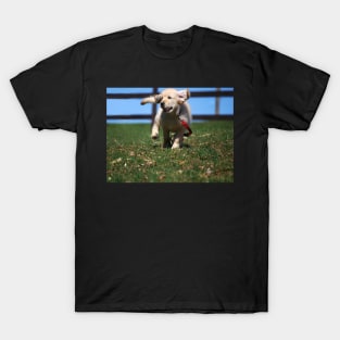 "Golden Retriever Puppy On The Run..." T-Shirt